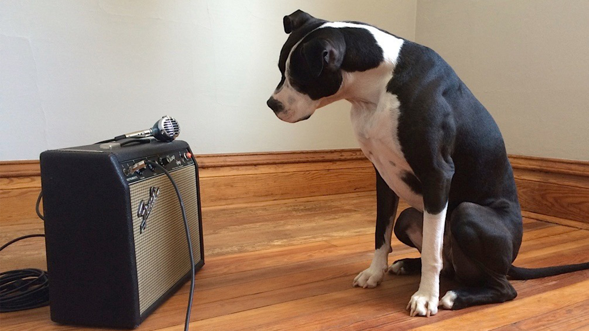 Blue Dog Band