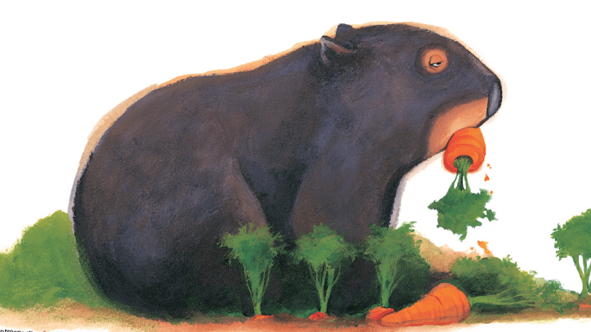 A cartoon wombat eating a carrot