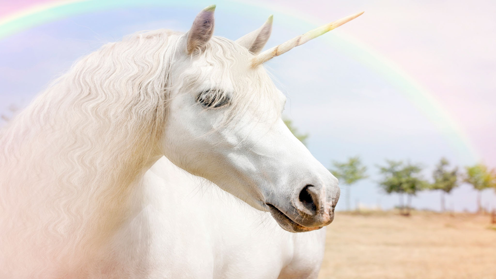 Unicorn with rainbow